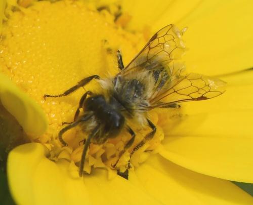 Andrena sp.